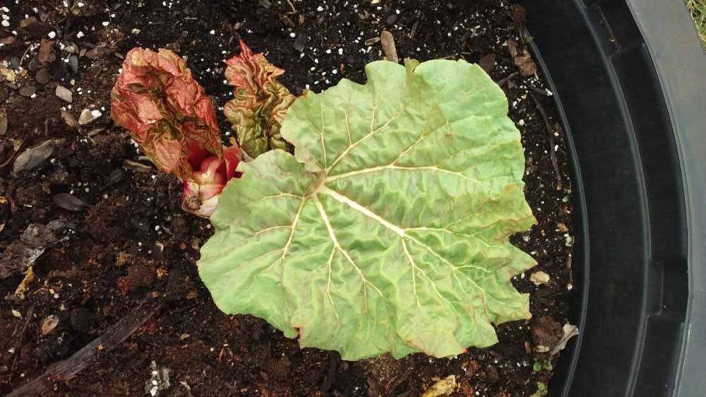 swisschard1_scaled down_041320