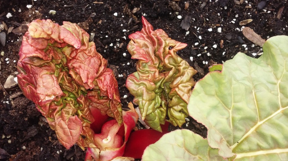 swisschard2_scaled down_041320