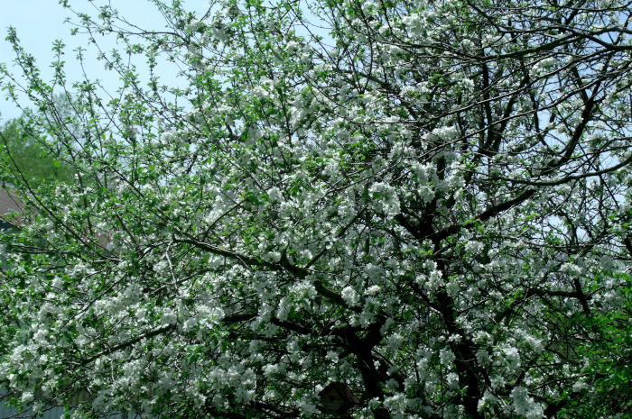 GEDSC DIGITAL CAMERA