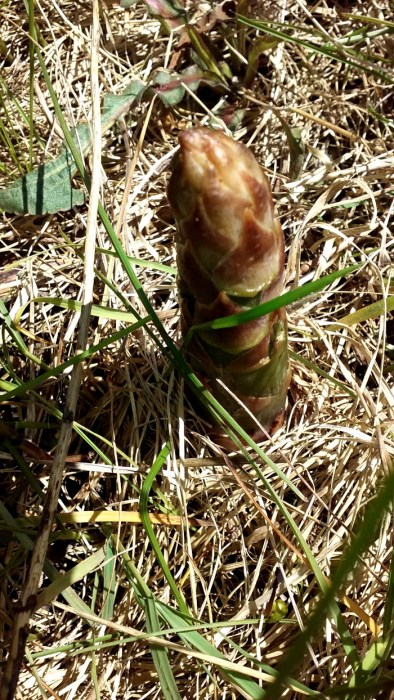 asparagus single stalk scaled down 051520