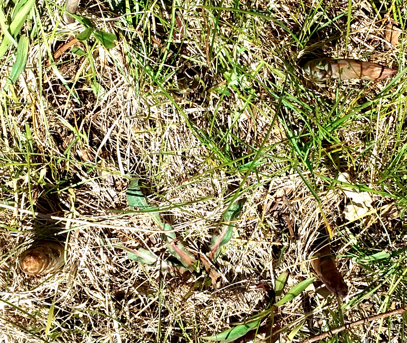 asparagus stalks scaled down