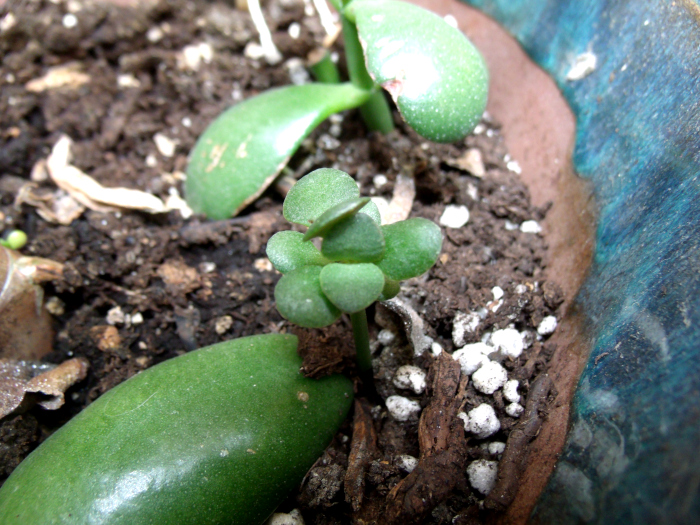 GEDSC DIGITAL CAMERA