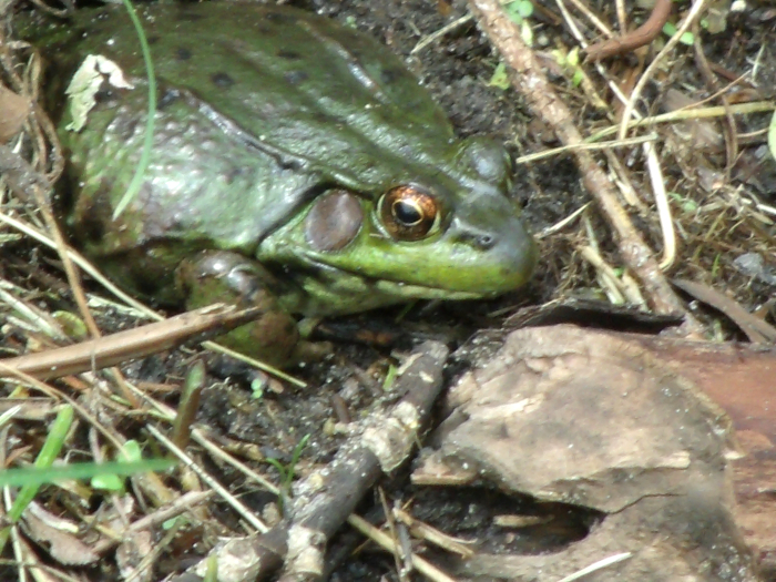 GEDSC DIGITAL CAMERA