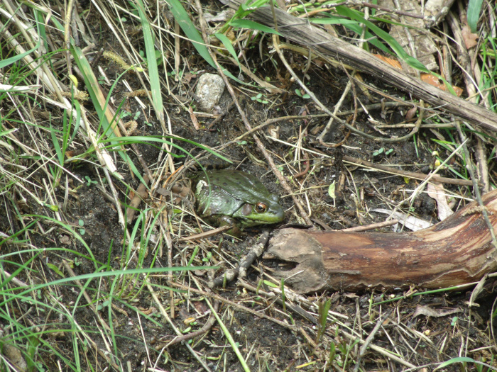 GEDSC DIGITAL CAMERA