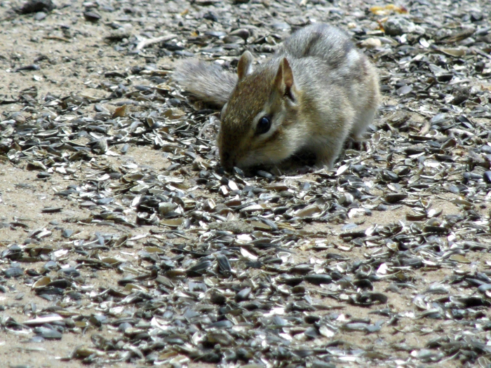 GEDSC DIGITAL CAMERA