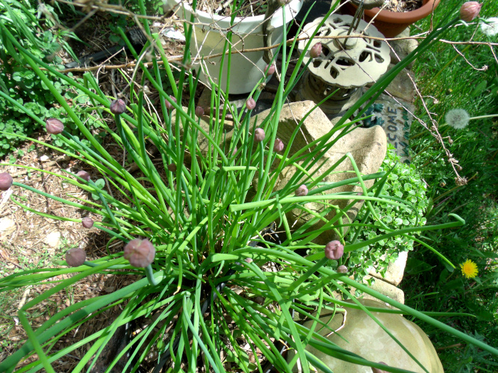 GEDSC DIGITAL CAMERA