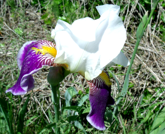 GEDSC DIGITAL CAMERA