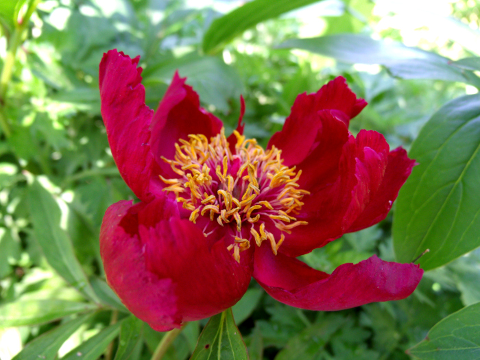 GEDSC DIGITAL CAMERA