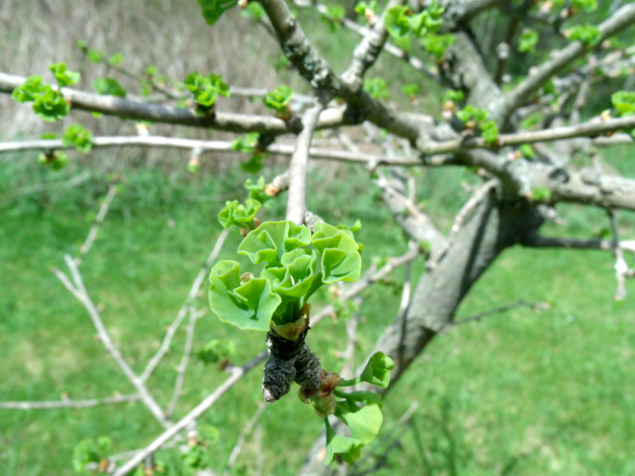 GEDSC DIGITAL CAMERA