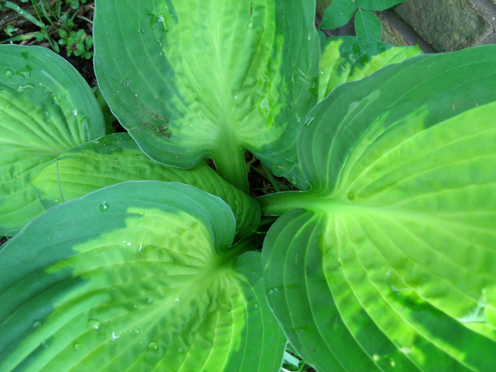 GEDSC DIGITAL CAMERA