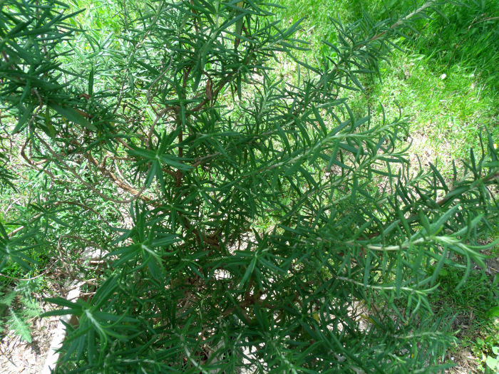 GEDSC DIGITAL CAMERA