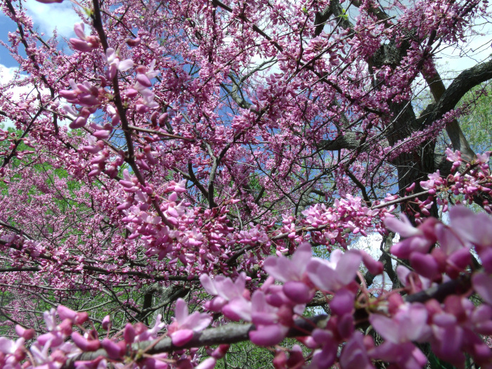 GEDSC DIGITAL CAMERA