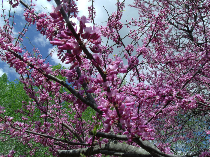 GEDSC DIGITAL CAMERA