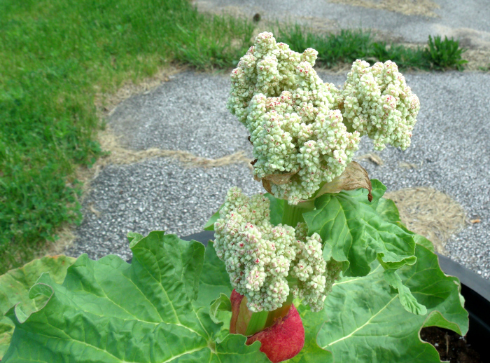 GEDSC DIGITAL CAMERA