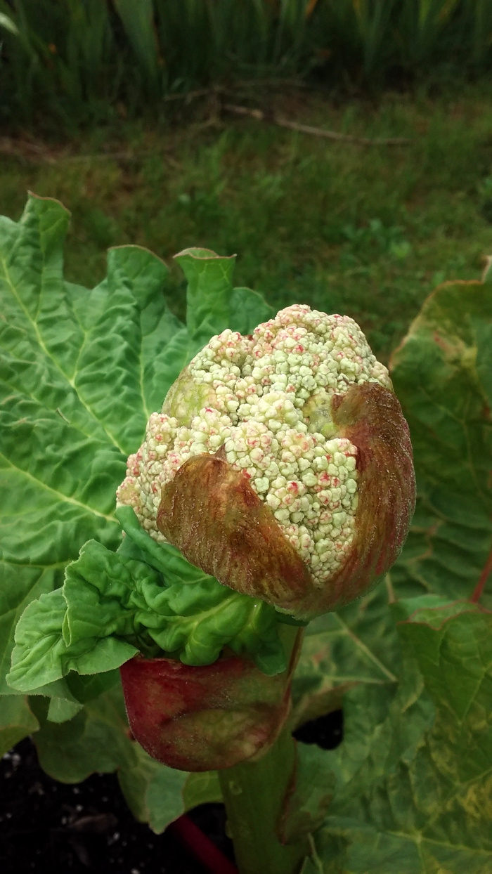 rhubarb pod open scaled