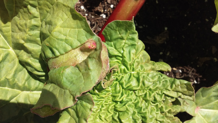 rhubarb scaled down