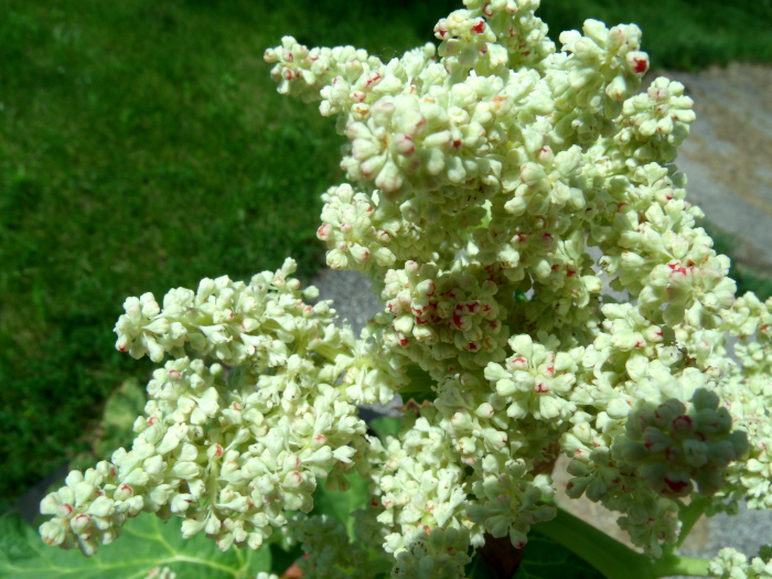 GEDSC DIGITAL CAMERA