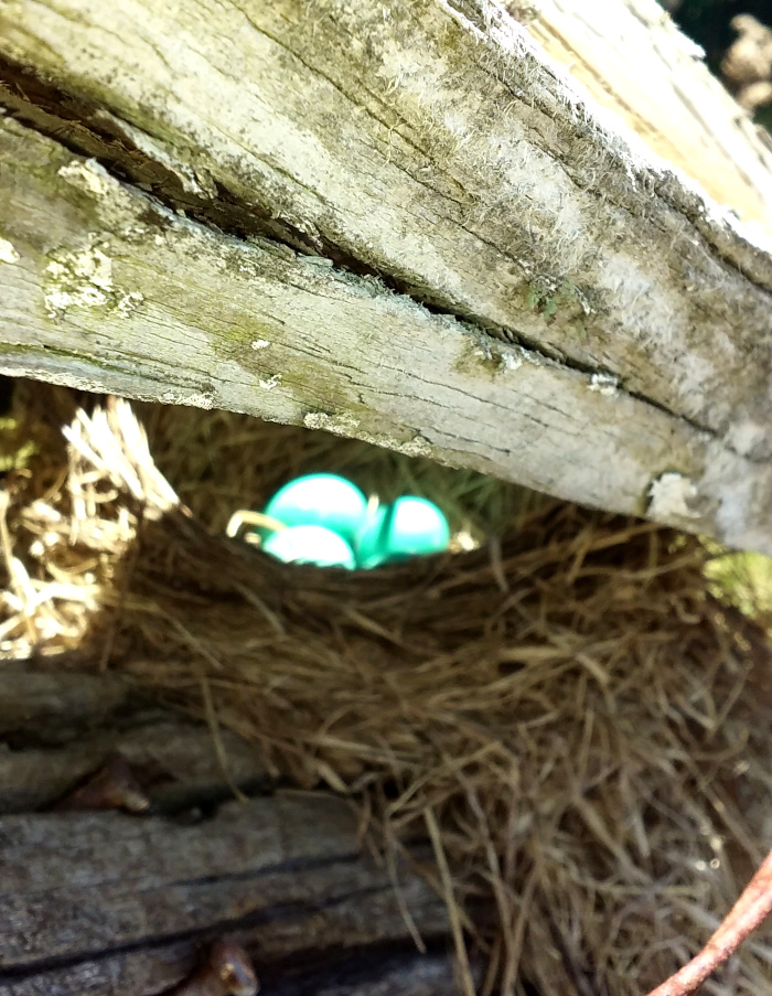 robin nest scaled down