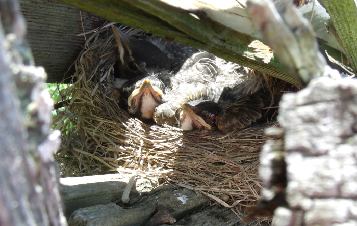 GEDSC DIGITAL CAMERA