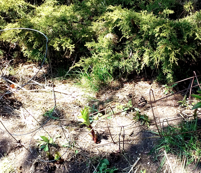 tomato cages protecting lilies scaled down
