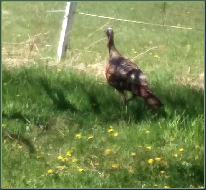 turkey in the yard scaled down
