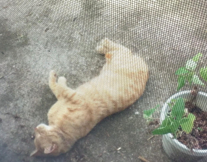 two hung low2 051920 scaled