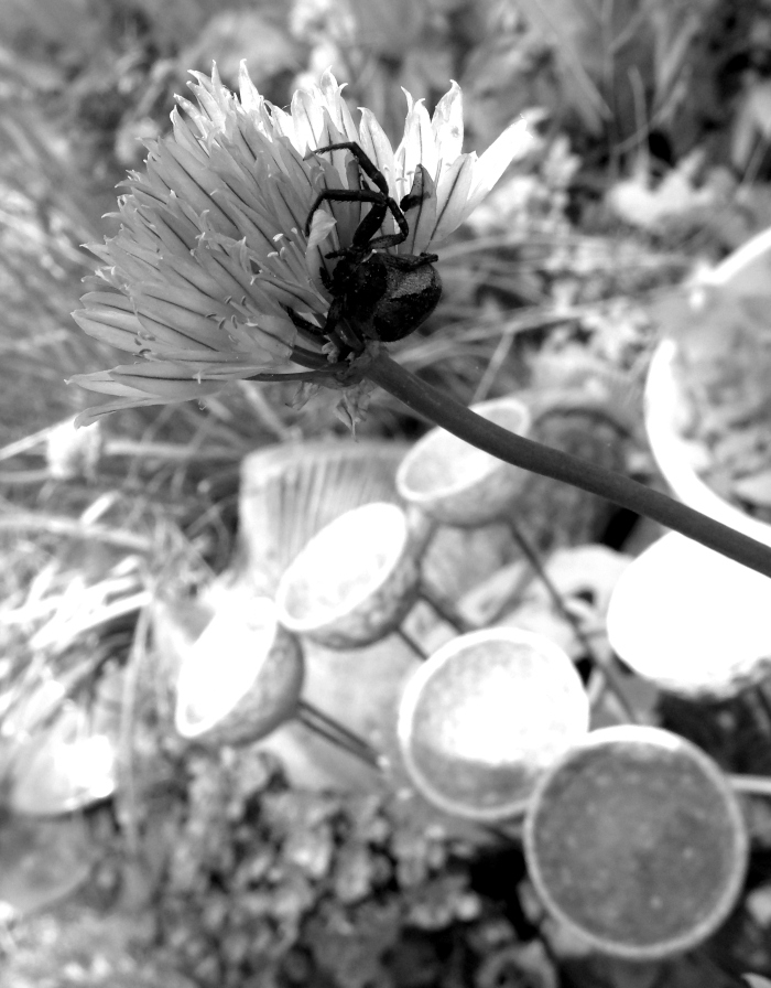 GEDSC DIGITAL CAMERA