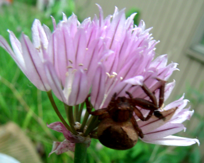 GEDSC DIGITAL CAMERA