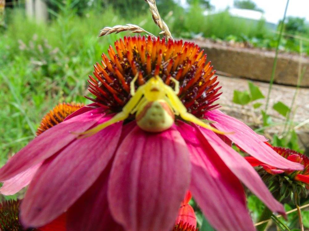 crab spider on echinacea 071115