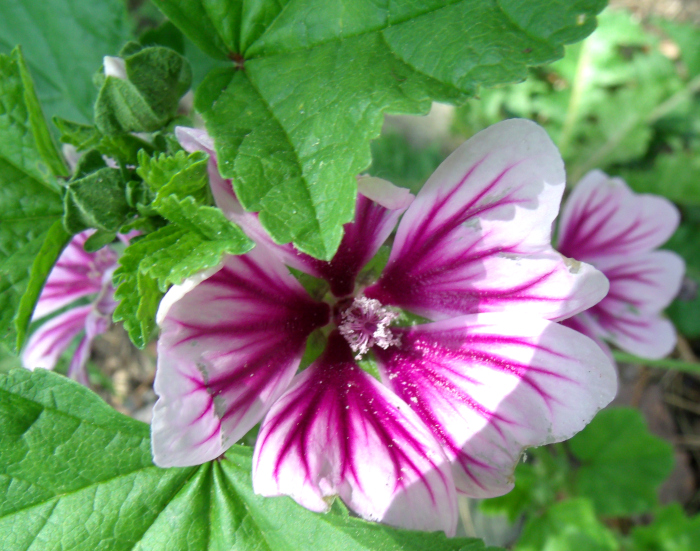 GEDSC DIGITAL CAMERA