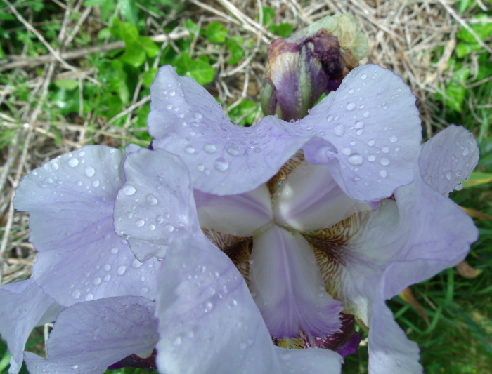 GEDSC DIGITAL CAMERA