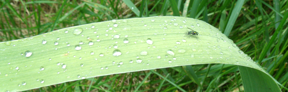 GEDSC DIGITAL CAMERA