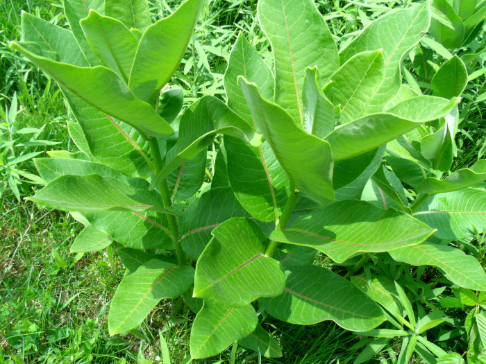 GEDSC DIGITAL CAMERA