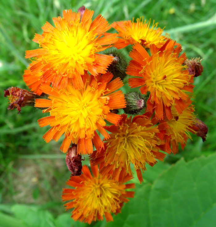 GEDSC DIGITAL CAMERA