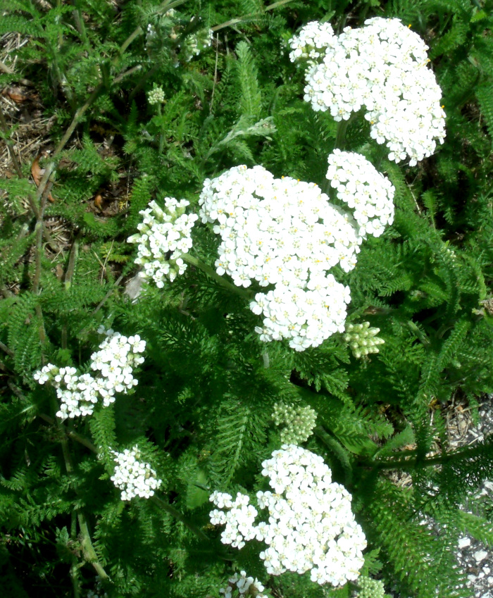 GEDSC DIGITAL CAMERA