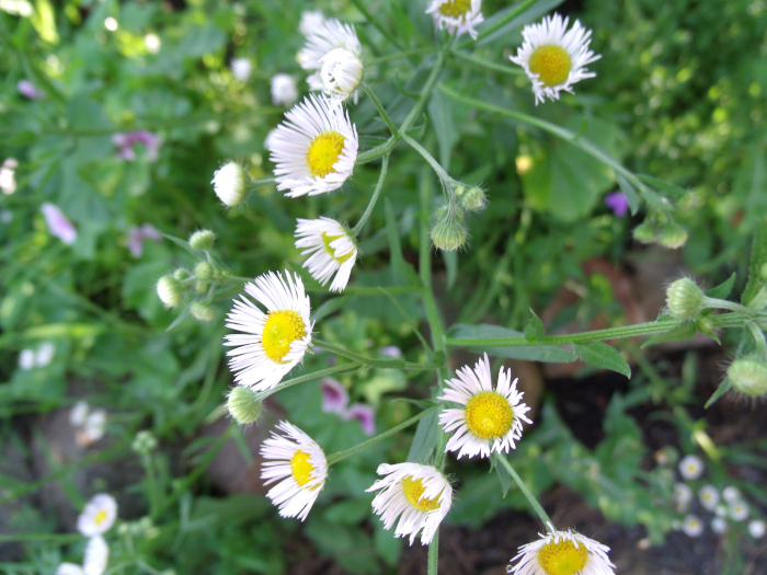 GEDSC DIGITAL CAMERA