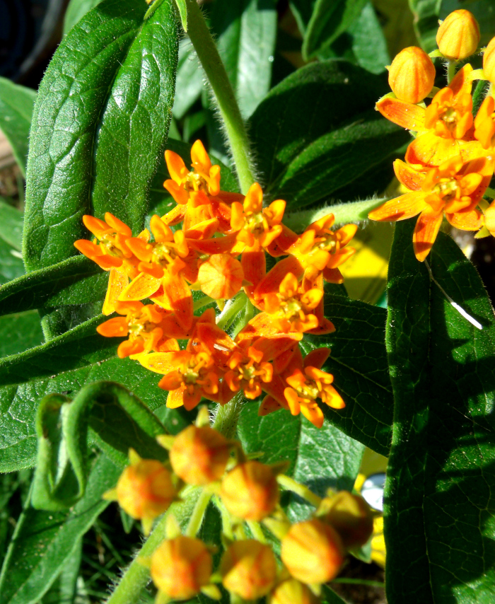 GEDSC DIGITAL CAMERA