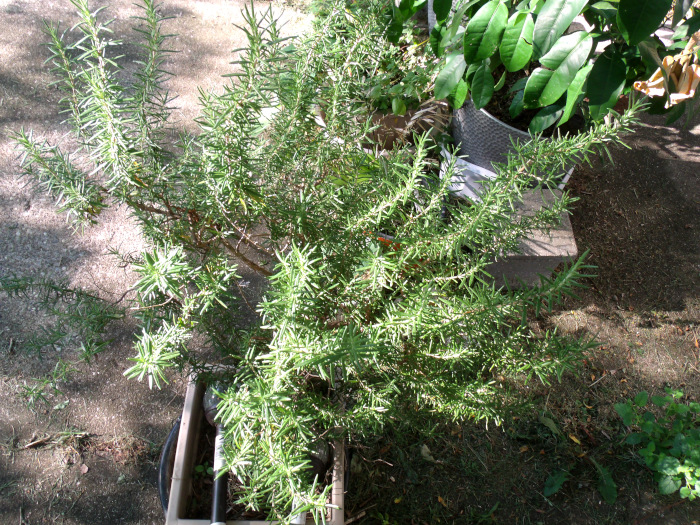 GEDSC DIGITAL CAMERA