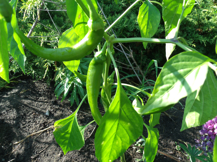 GEDSC DIGITAL CAMERA