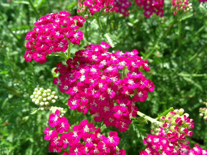 GEDSC DIGITAL CAMERA