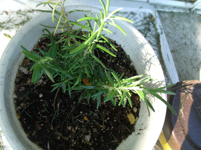 GEDSC DIGITAL CAMERA