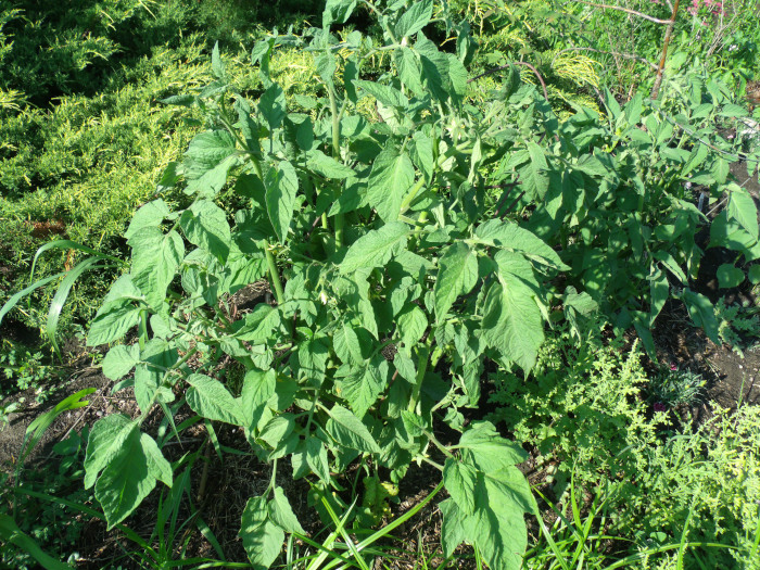 GEDSC DIGITAL CAMERA