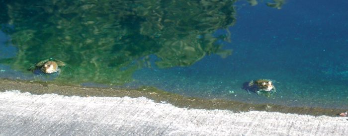 GEDSC DIGITAL CAMERA