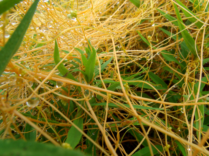 GEDSC DIGITAL CAMERA