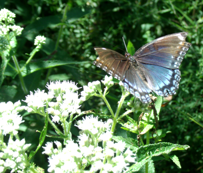 GEDSC DIGITAL CAMERA