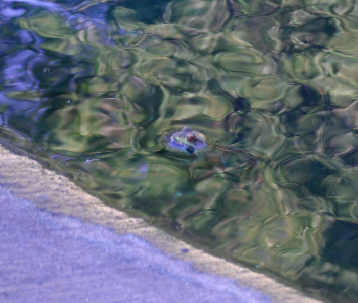 GEDSC DIGITAL CAMERA