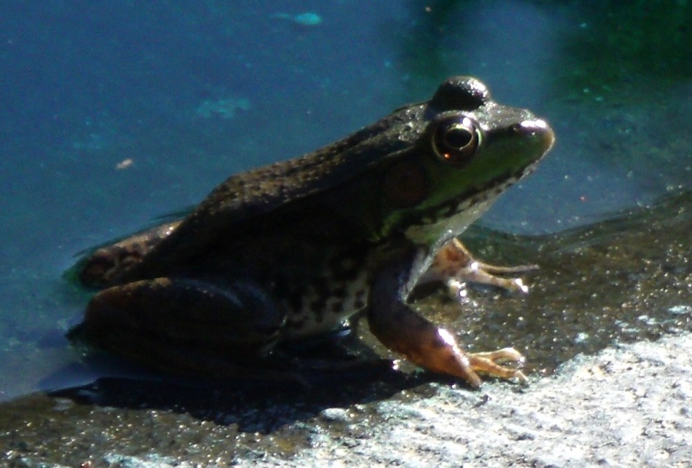 GEDSC DIGITAL CAMERA