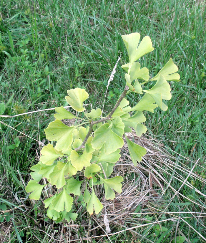 GEDSC DIGITAL CAMERA