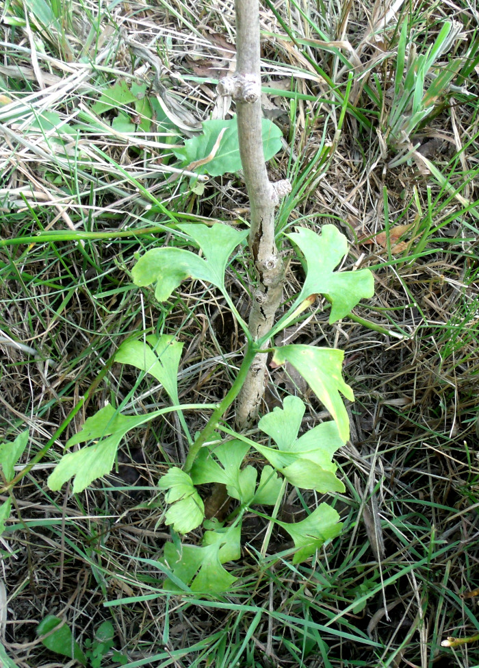 GEDSC DIGITAL CAMERA