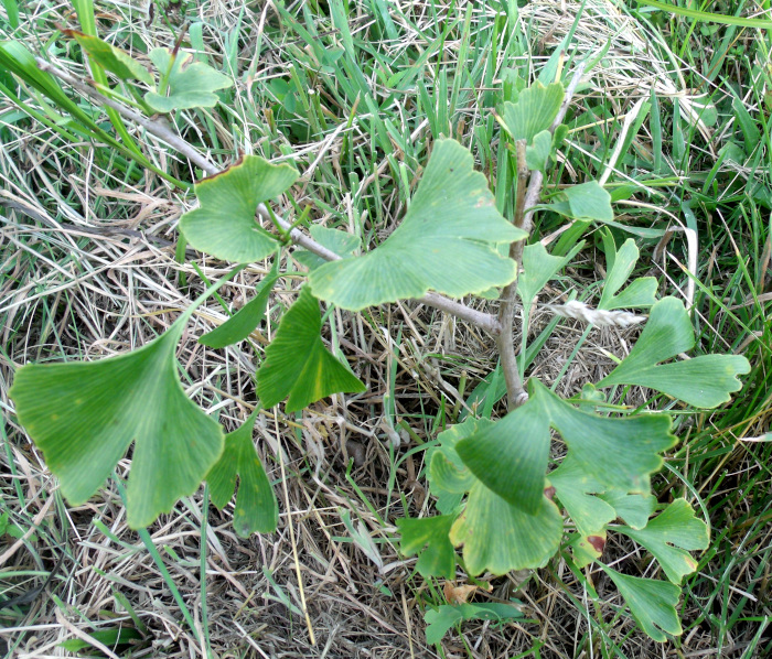 GEDSC DIGITAL CAMERA